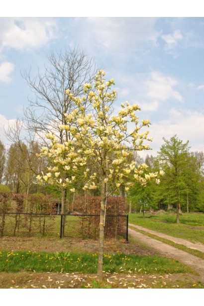 Магнолія гібридна Єллоу Лантерн в ландшафті